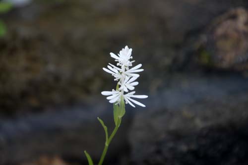 �R�V�L�V���C�g�\�E�A�炭�₱�̉ԊقŎB�e