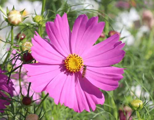 �R�X���X�A�ߌ��Βn����