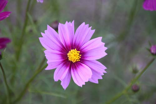 �R�X���X�A�ߌ��Βn����