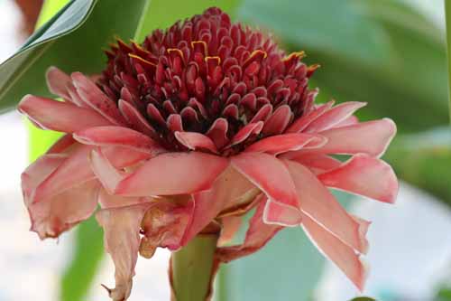 �R�X�c�X�E�o���o�c�X�A�炭�₱�̉Ԋ�