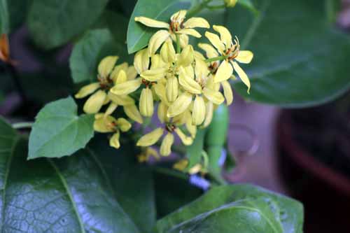 �R�E�V�����J�Y���A�炭�₱�̉Ԋ�