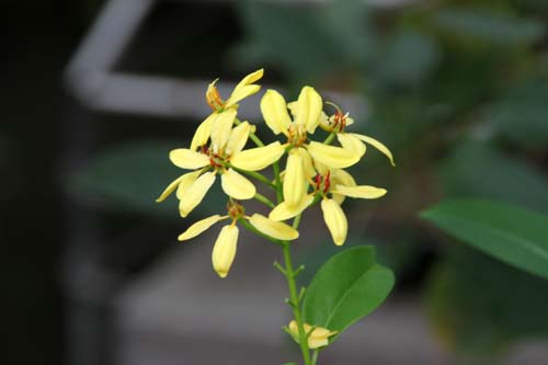 �R�E�V�����J�Y���A�炭�₱�̉Ԋ�