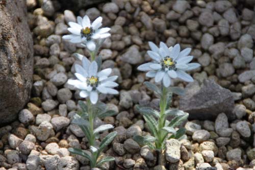 �R�E�e�C�E�X���L�\�E�A�炭�₱�̉Ԋ�