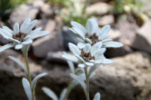 �R�E�e�C�E�X���L�\�E�A�炭�₱�̉Ԋ�