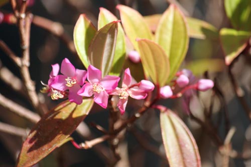 �R�U�N���m�{�^���A�炭�₱�̉Ԋ�