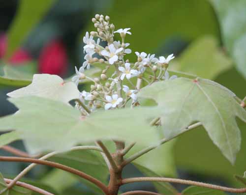 �N�N�C�A�炭�₱�̉Ԋ�