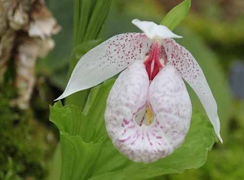 �N�}�K�C�\�E�A�炭�₱�̉Ԋ�