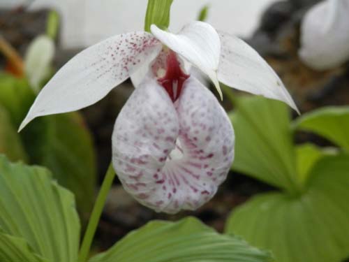 �N�}�K�C�\�E�A�炭�₱�̉Ԋ�