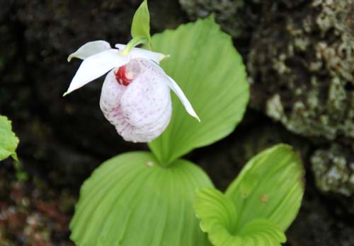 �N�}�K�C�\�E�A�炭�₱�̉Ԋ�