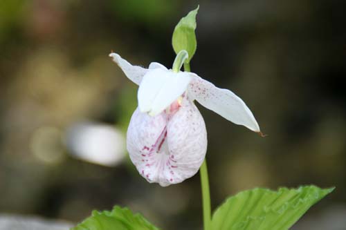 �N�}�K�C�\�E�A�炭�₱�̉Ԋ�