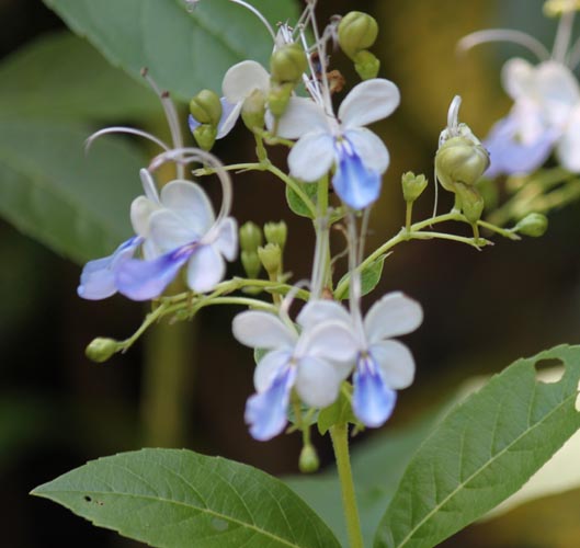 �N�����f���h�����E�E�K���f���Z�A�炭�₱�̉Ԋ�