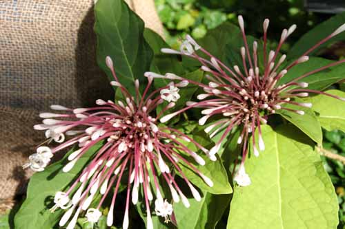 �N�����f���h�����E�N�A�h�����N�����A�炭�₱�̉Ԋ�