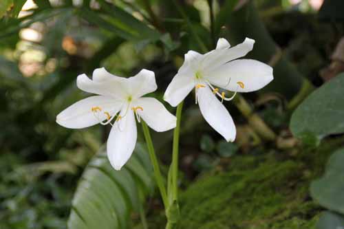 �N���k���E���O�X�A�炭�₱�̉Ԋ�