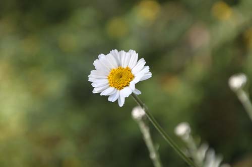 �N���T���e�����E�z�X�}���G���Z�A�炭�₱�̉Ԋ�