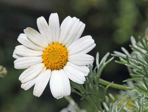 �N���T���e�����E�z�X�}���G���Z�A�炭�₱�̉Ԋ�