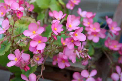 �N���X�}�X�x�S�j�A�A�炭�₱�̉Ԋ�