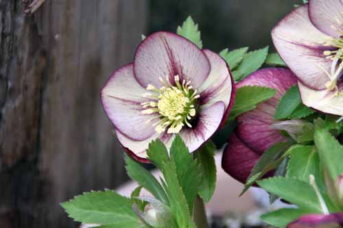 �N���X�}�X���[�Y�A�炭�₱�̉Ԋ�