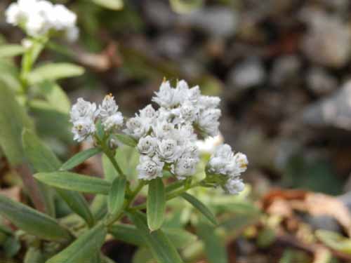 �N�����}�n�n�R�A�炭�₱�̉Ԋ�