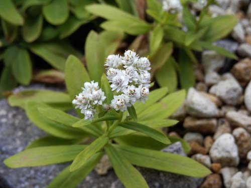 �N�����}�n�n�R�A�炭�₱�̉Ԋ�