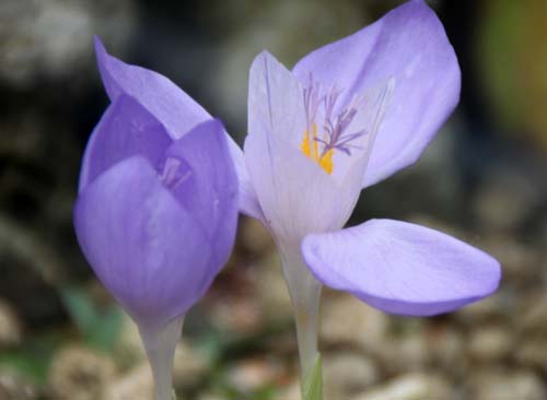 �N���b�J�X�E�o�i�f�B�N�X�A�炭�₱�̉Ԋ�