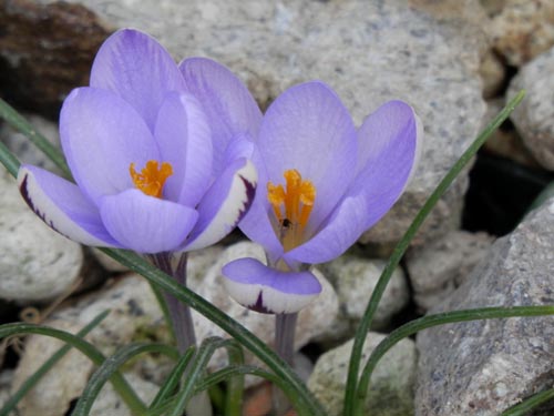 �N���b�J�X�E�R���V�N�X�A�炭�₱�̉Ԋ�