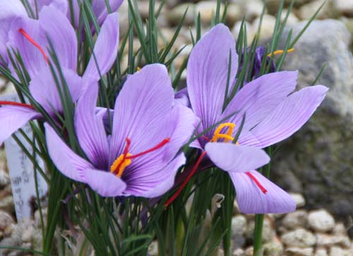 �N���b�J�X�E�T�e�B�o�X�A�炭�₱�̉Ԋ�