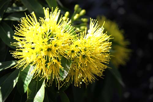 �N�T���g�X�e�����E�N���T���c�X�A�炭�₱�̉Ԋ�