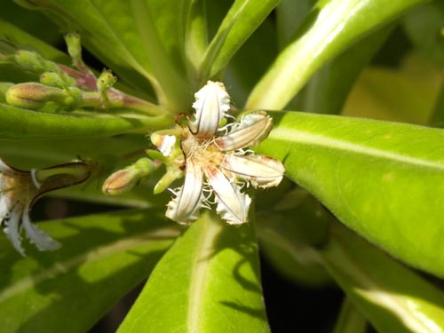 �N�T�g�x���A�炭�₱�̉Ԋ�