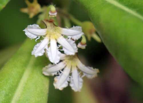 �N�T�g�x���A�炭�₱�̉Ԋ�