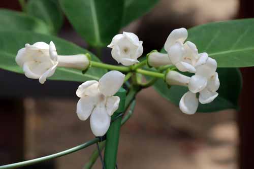 マダガスカルジャスミン、咲くやこの花館