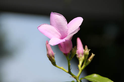 マダガスカルシソケイ、咲くやこの花館