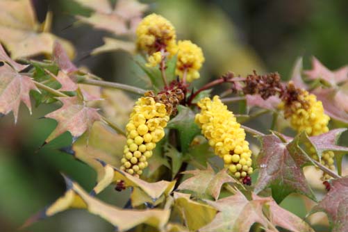 �}�z�j�A�A�炭�₱�̉Ԋ�