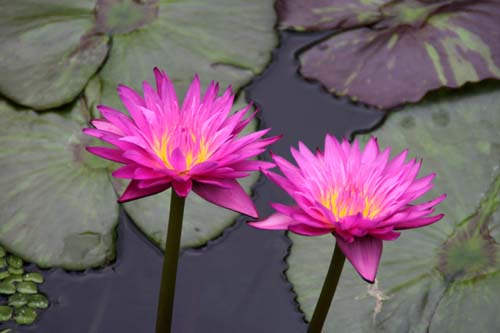 �}�C�A�~���[�Y�A�炭�₱�̉Ԋ�