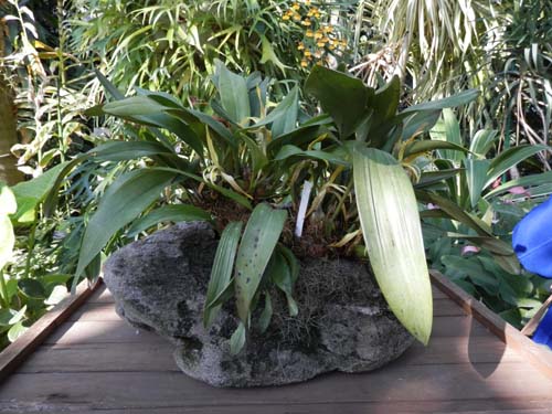 �}�L�V�����A�A�炭�₱�̉Ԋ�