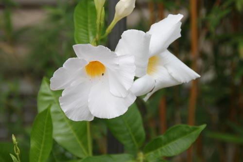 �}���f�r���E�|���r�G���V�X�A�炭�₱�̉ԊقŎB�e