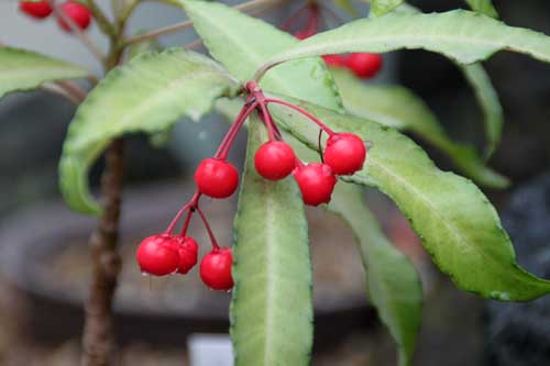 �}�������E�A�炭�₱�̉Ԋ�