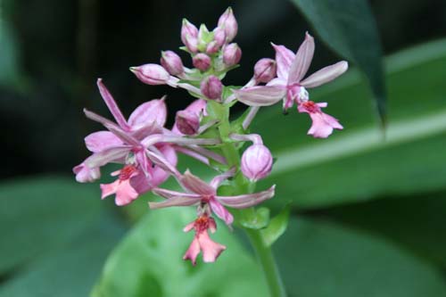 �}�����^�[���E�R�l�E���A�炭�₱�̉Ԋ�