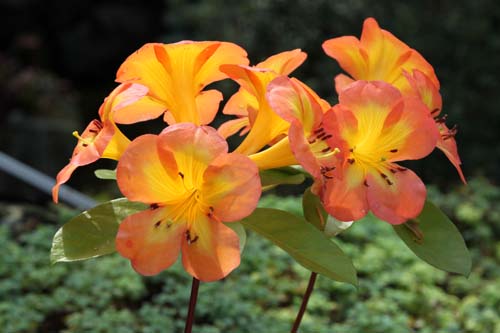 �}���[�V�A�V���N�i�Q�A�炭�₱�̉Ԋ�