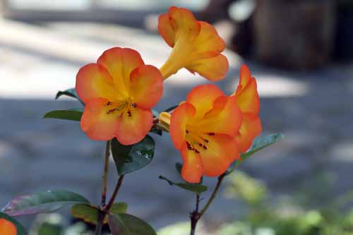 �}���[�V�A�V���N�i�Q�A�炭�₱�̉Ԋ�