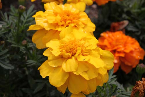 �}���[�S�[���h