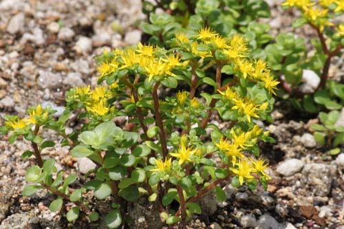 �}���o�}���l���O�T�A�炭�₱�̉Ԋ�