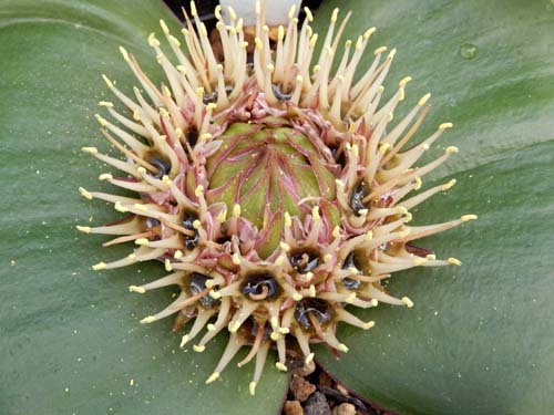 �}�b�\�j�A�E�f�u���b�T�A�炭�₱�̉Ԋ�