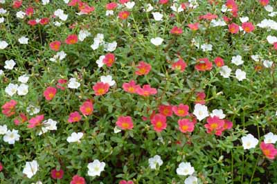 �}�c�o�{�^��