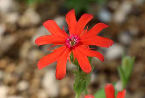 �}�c���g�Z���m�E�A�炭�₱�̉Ԋ�