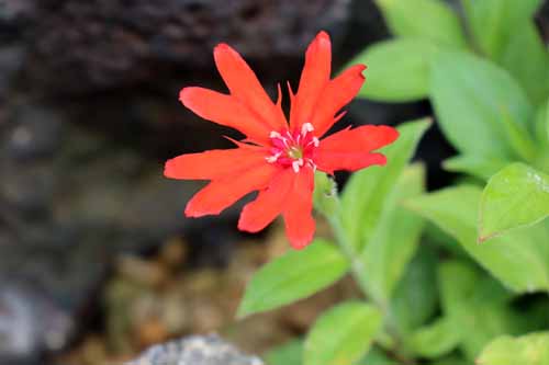 �}�c���g�Z���m�E�A�炭�₱�̉Ԋ�