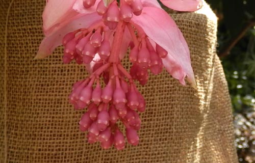 ���f�B�j���E�}�O�j�t�B�J�A�炭�₱�̉Ԋ�