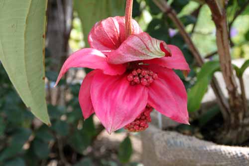 ���f�B�j���E�}�O�j�t�B�J�A�炭�₱�̉Ԋ�