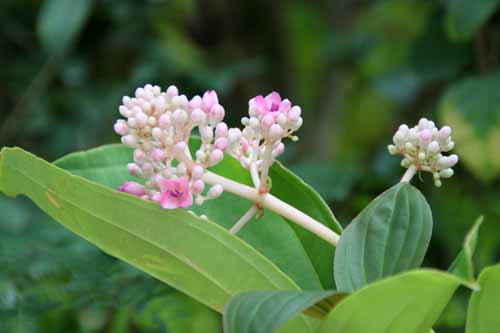 ���f�B�j���E�X�y�L�I�T�A�炭�₱�̉Ԋ�