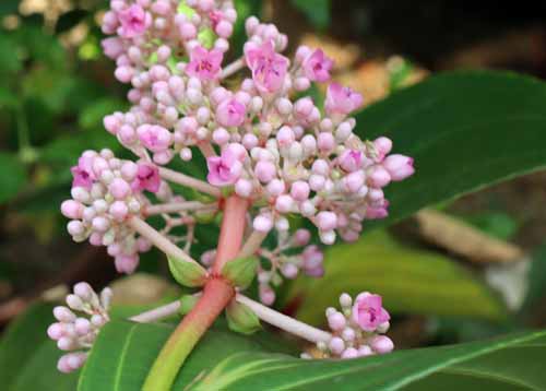 ���f�B�j���E�X�y�L�I�T�A�炭�₱�̉Ԋ�