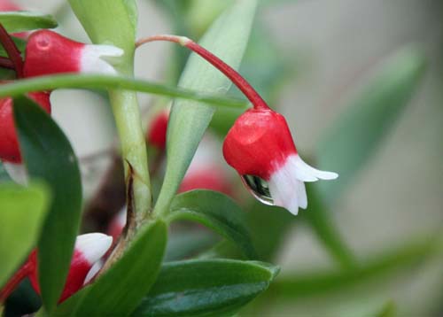 ���f�B�I�J���o�[�X�f�[�W�[�A�炭�₱�̉Ԋ�